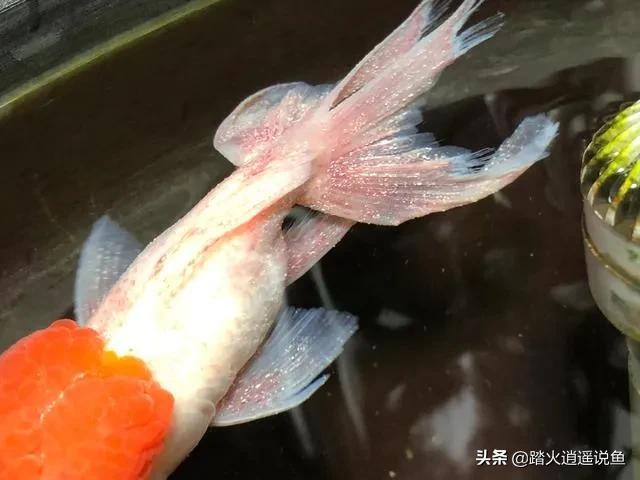 金鱼身上长白点用什么药:金鱼全身充血并且伴随白点应该如何治疗？