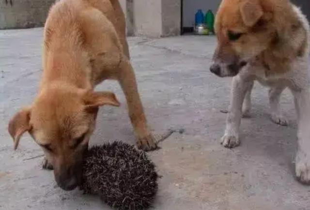 中国土狗图片:农村半夜土狗叫不停，开门一看啥都没有，狗叫是啥原因？