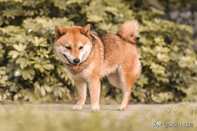国外格力犬猎兔视频:打猎的狗，有哪些品种值得推荐？