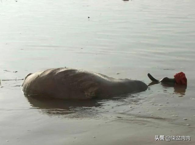 孟加拉国猫可以出口吗:印度和孟加拉国的关系如何？双方存在矛盾吗？