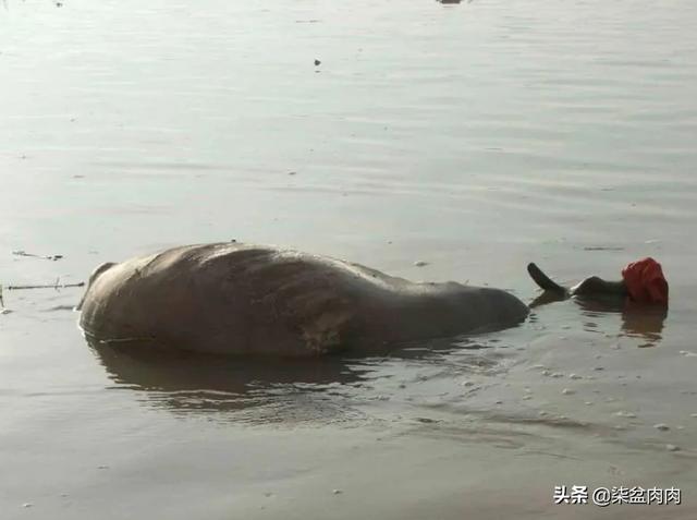 印度a八壮阳药，《我不是药神》中印度的神药为什么那么厉害，印度制药很厉害吗