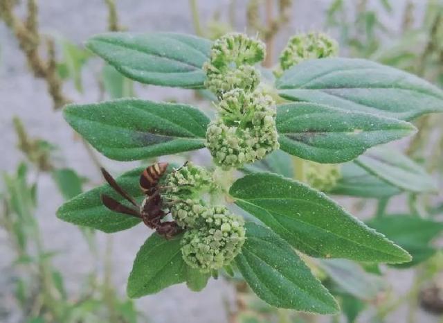 大飞扬草_山药的功效与作用 |