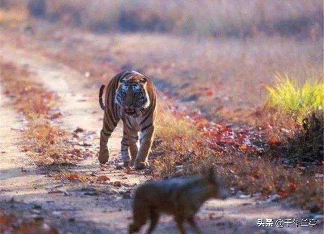 狗狗对屠夫会害怕，在野外屠夫遇到狼是否一样，狼也会怕？插图28