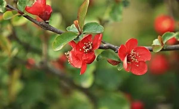 张爱玲说人生有三大遗憾：鲥鱼多刺、海棠无香、《红楼》未完，有什么深意？插图39