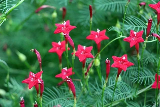 有哪些多年生、花期长又好养的花卉？