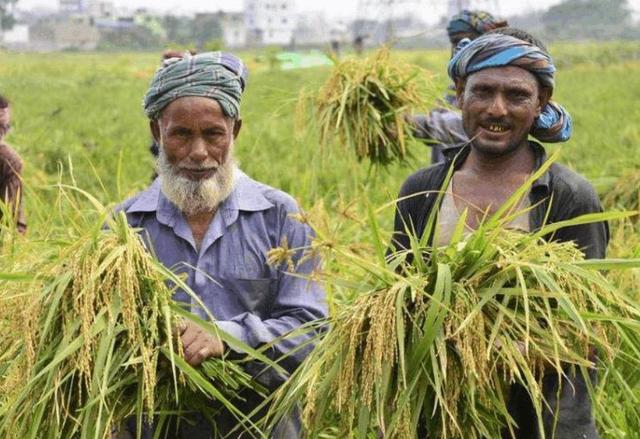 为什么印度大米煮熟后是散状的，而我国的大米是胶团状的？插图1