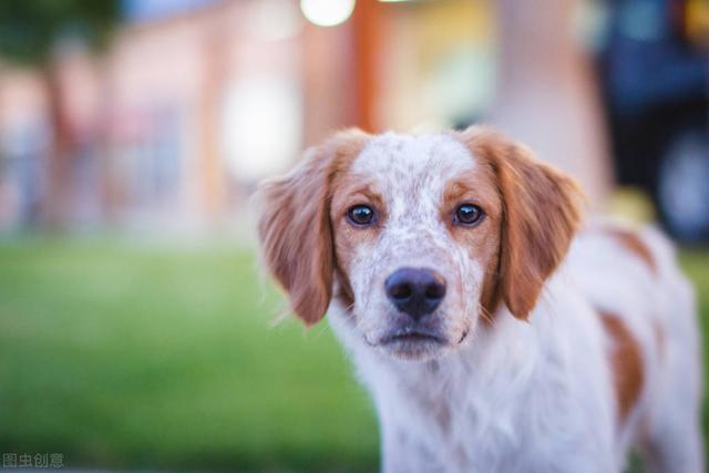 狗狗对屠夫会害怕，在野外屠夫遇到狼是否一样，狼也会怕？插图34