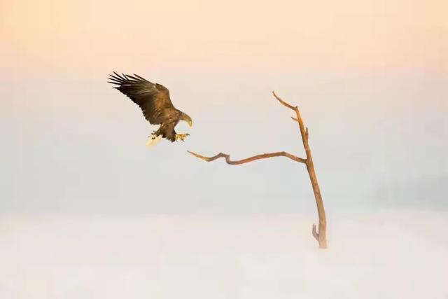 翠鸟的图片:拍摄黄苇鳽和翠鸟总是对焦不准这是为什么？ 翠鸟的图片和资料