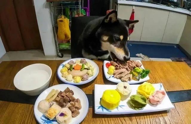 我这有小狗的解剖视频:狗直立行走的危害有哪些？