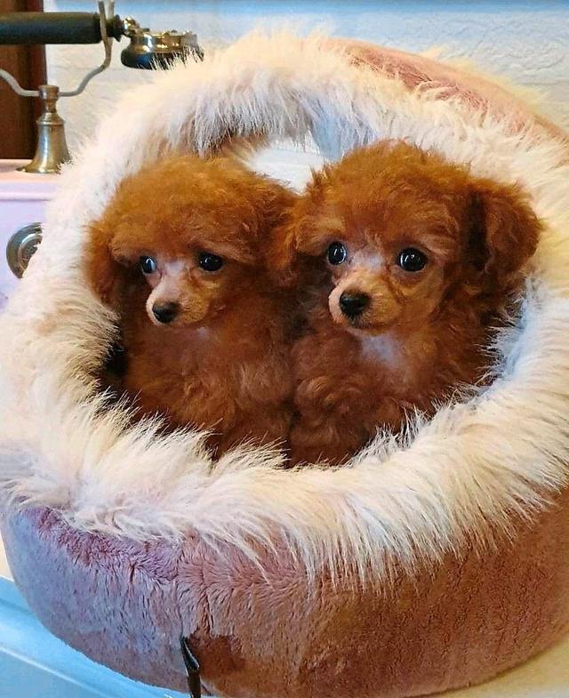 头条问答 茶杯犬到底是怎么来的 16个回答