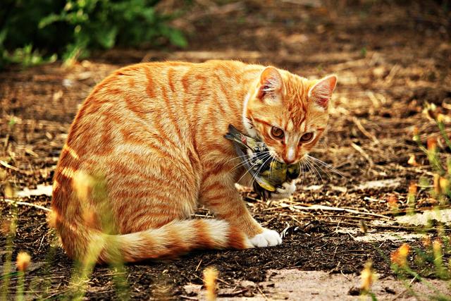 狗博:猫作为陆地动物为什么能捕天上飞的鸟，但是狗不行？