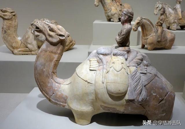 一度藏獒摄影:为什么有人拍一拍家里的狗/猫，就能有几百万粉丝？ 藏獒相册