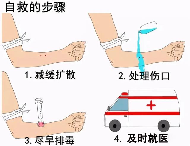 眼镜王蛇vs银环蛇图片:在农村，你见过的蛇有多毒？