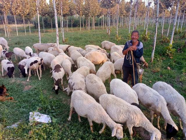 属羊2022年运势完整版,2022年养羊形势怎么样？还能赚钱吗？