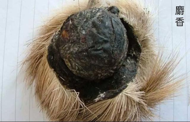 各个国家古代的女性是如何避孕的?真相令人吃惊?