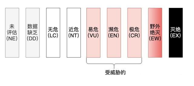 大西洋鼠海豚图片:地球上仅剩不到10只！小头鼠海豚还能等我们多久？