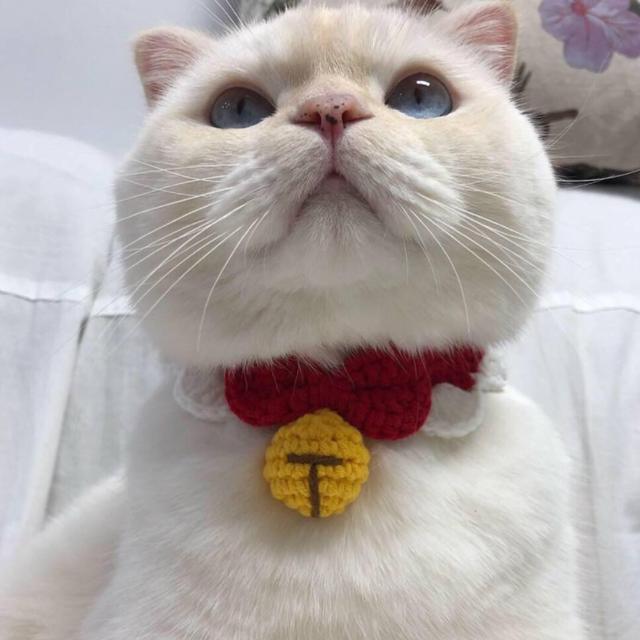 猫眼膜发炎会自然好吗:两个月小猫怎么有好多眼屎，有一只眼睛都粘住了，怎么办？