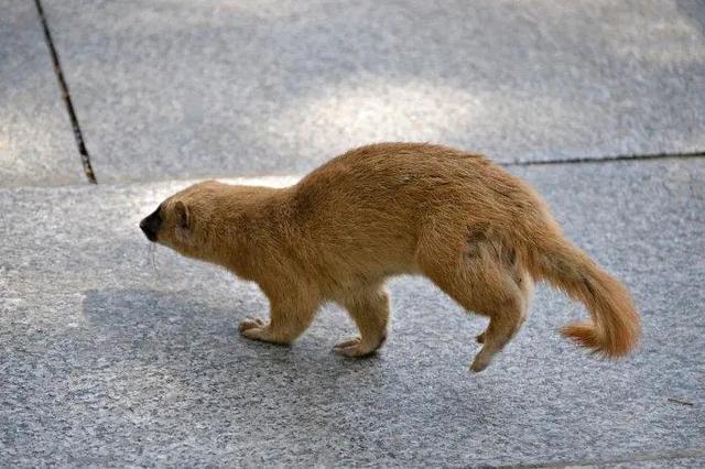 野猫的城市:黄鼠狼有没有天敌？为什么感觉城市的黄鼠狼越来越多了？