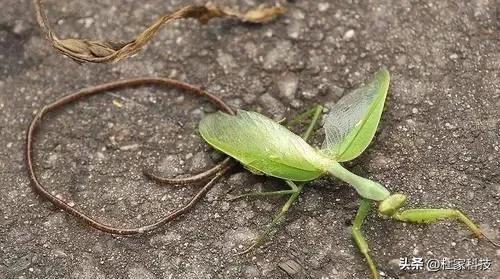 剑水蚤:四川出现的“龙线虫”有多么可怕？