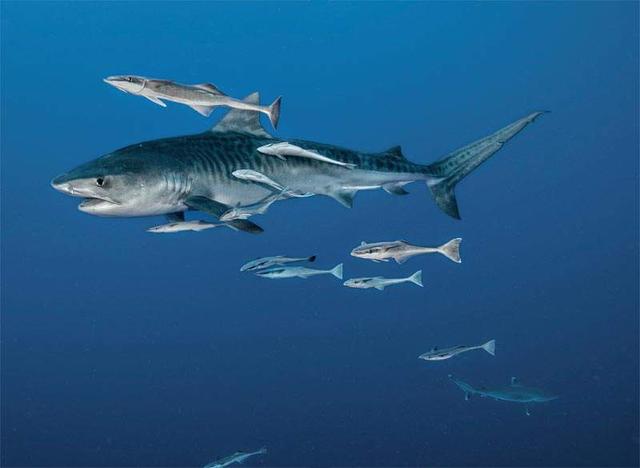 旗鱼能杀死鲨鱼吗，鲨鱼不吃身边的小鱼是真的吗