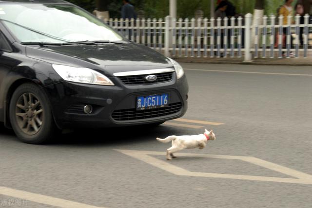 happy猫猫狗狗:猫速度比狗快，可是路上常见被撞死的猫，很少撞死的狗，为什么？