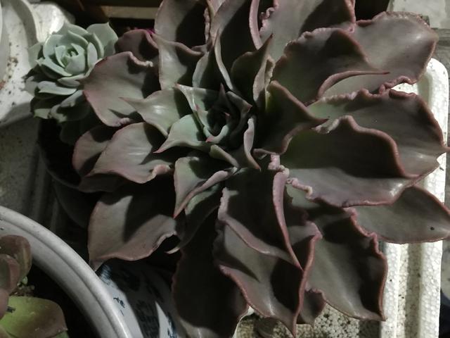 多肉起虫了,该怎么解决呢？
