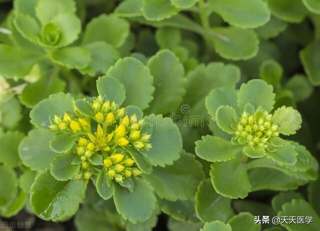 三七粉的作用与功效,三七粉有什么功效与作用与禁忌？