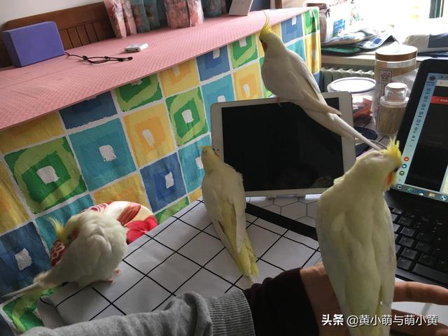 动物用品有什么:狗狗都需要哪些日常生活用品？
