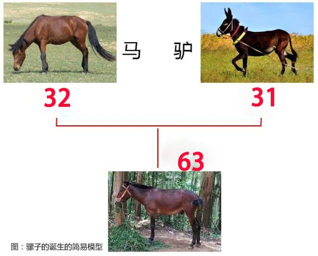 骡子是什么样子的，骡子真的不能生育吗它们的寿命一般有多长