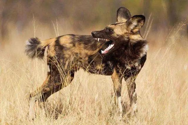 野狗交配:成年非洲野狗与成年比特犬关在十平米房间生死斗，谁会胜出？