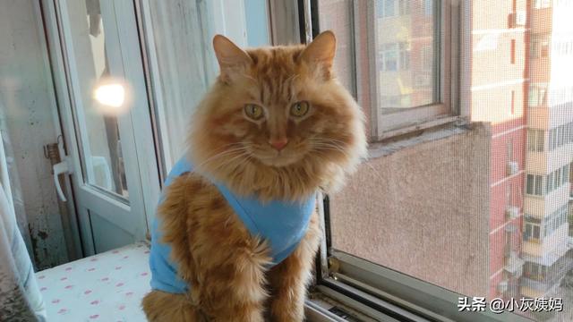 流浪狗和流浪猫好句子:那些收养流浪猫、流浪狗的是些什么人？
