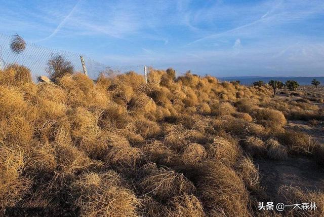 热沃当怪兽为什么专门攻击人类:风滚草入侵全球，在美国堵路淹没房屋，为什么在我国活不过成年？