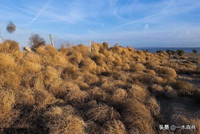 澳洲负鼠有害吗:风滚草入侵全球，在美国堵路淹没房屋，为什么在我国活不过成年？