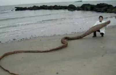 世界上最大的蛇吃人:大海蛇之谜，巨型海蛇是否存在？