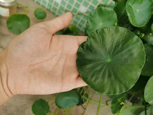 头条问答 你家里喜欢养一些什么绿色植物 能发一张图片分享一下吗 庭院园艺的回答 0赞