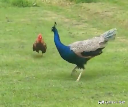 印度的国鸟是什么颜色:孔雀是百鸟之王，那么遇到猛禽老鹰会发生什么？