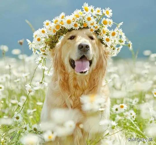 金毛犬有什么缺点？插图29