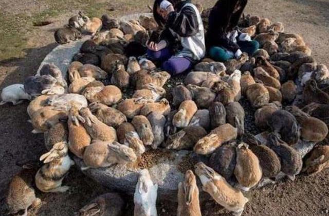 兔子挖洞能挖多深，兔子繁殖能力超强，如果把100只家兔放在野外，几年后会怎样