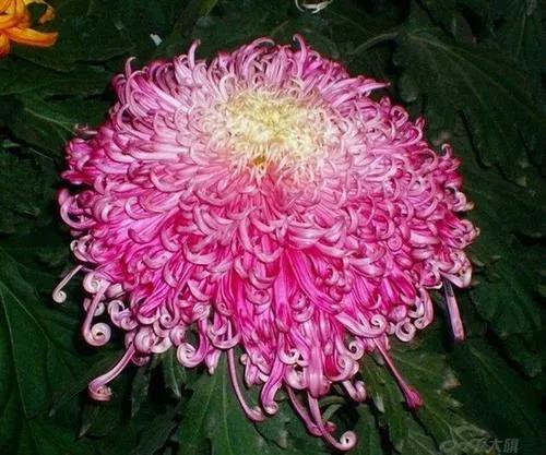 能否分享一下你手机里的花卉、风景照片？