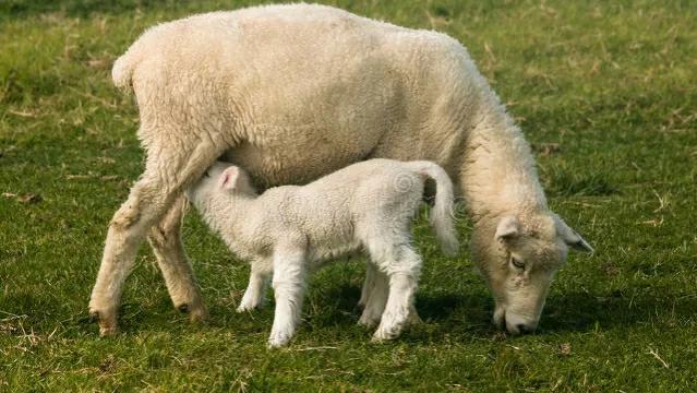 现在养殖行业挣钱吗，2022创业养羊，风险大吗能赚钱吗