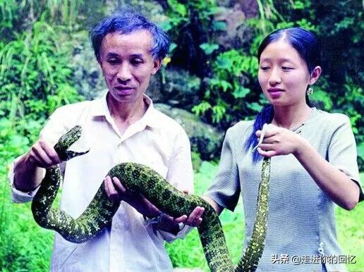 莽山烙铁头多少一条:“蛇中大熊猫”之称的莽山烙铁头是一种怎么的蛇，你了解多少？