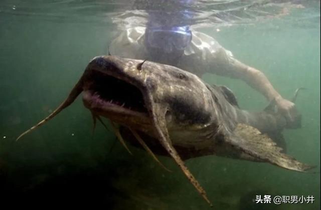 贝林鱼粮:最近想换粮了，有没有性价比高的猫粮品牌推荐？