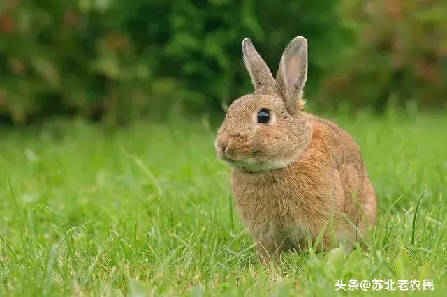 有什么养兔小妙招吗？