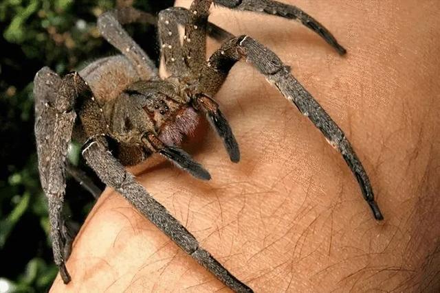 黑寡妇蜘蛛有多危险，看似不起眼的蜘蛛，到底有多毒