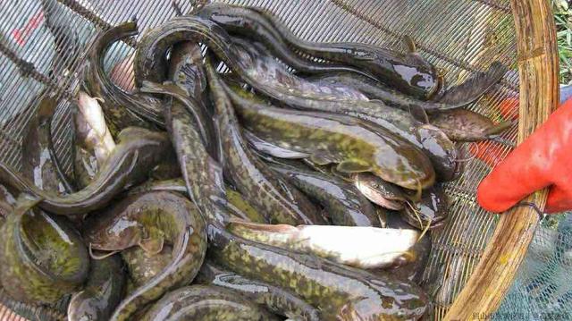 钳鱼到底脏不脏，鲶鱼是世界上最脏的鱼吗？