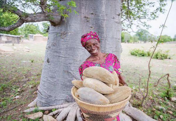 非洲壮阳树皮，非洲大草原上的猴面包树为什么被称为“生命之树”