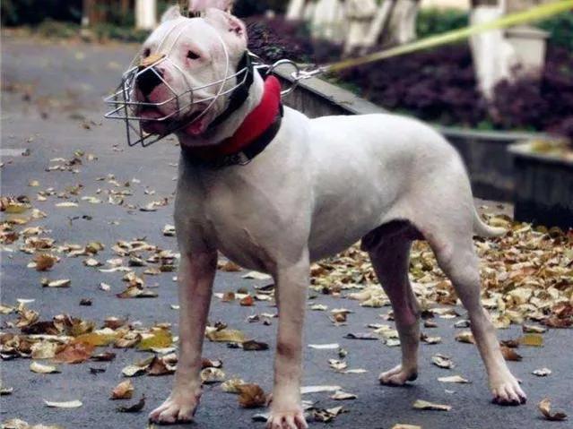 东北虎秒杀藏獒:十只藏獒能打赢一头雄狮吗？