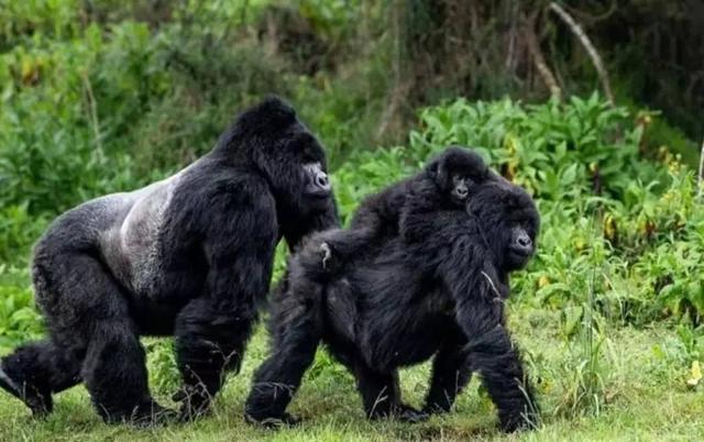 山地大猩猩 保护机构:大猩猩,黑猩猩,长臂猿,猩猩今天分布在地球的哪些地方？