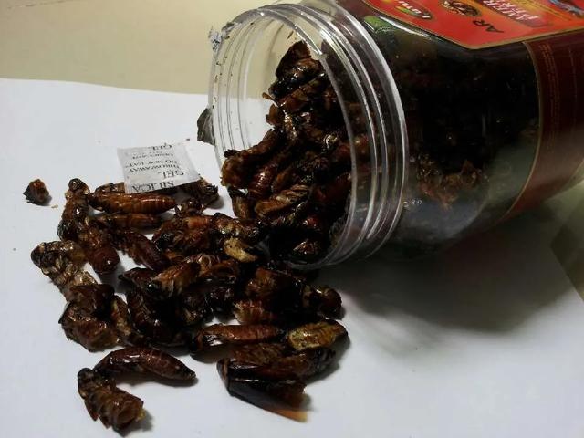 杜比亚蟑螂干什么用:杜比亚蟑螂是干什么的 蟑螂干有何作用？为什么有人高价收购蟑螂干？
