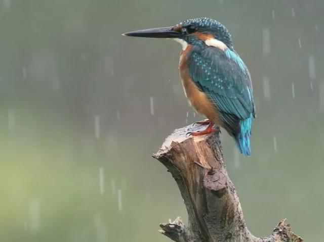欧美摔跤抓鸟露鸟视频:鸟累了可以睡在鸟窝，但是下雨了，它在哪里躲雨呢？